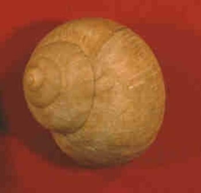 Snail shell