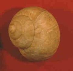 Snail shell